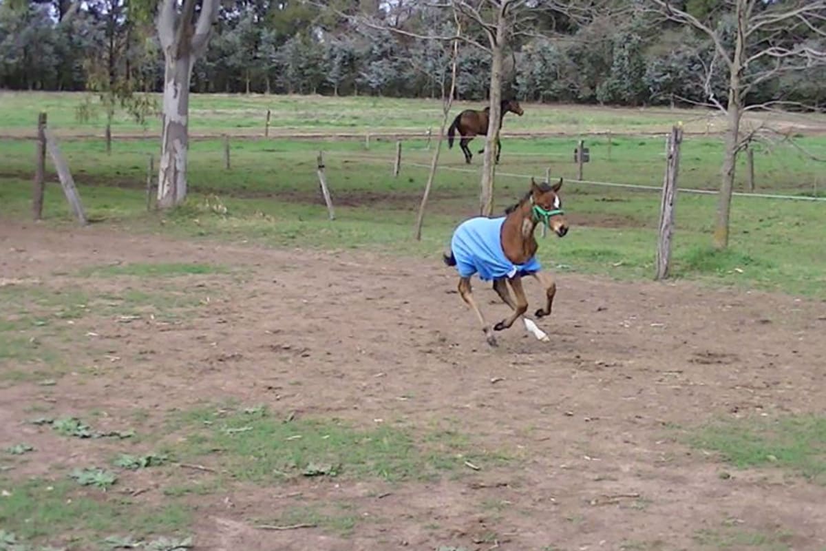Hope Glory casi se muere en el vientre y a poco de nacer; su dueño no pudo venderla y le costó arrendarla; en 2018, le dio a Ricardinho el éxito más buscado