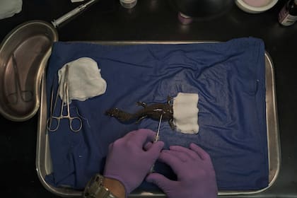 Horacio Mena, un veterinario de la UNAM, inserta un microchip en un ajolote antes de su liberación experimental