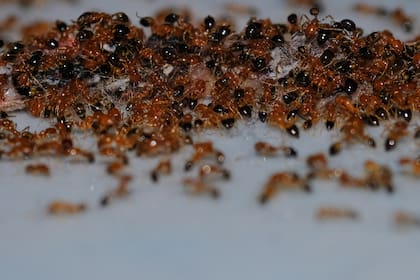 Hormiga argentina