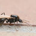 Qué significa ver hormigas con alas en el jardín después de la lluvia