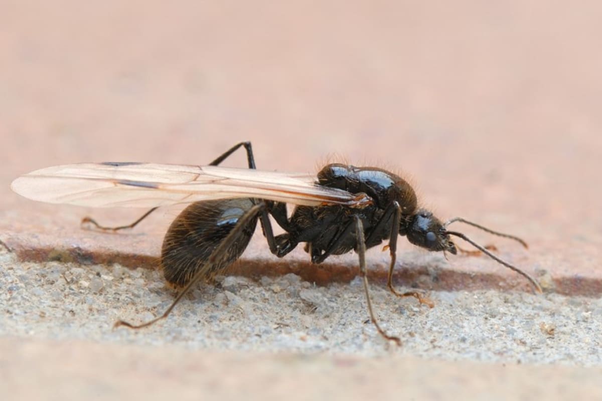 Hormigas con alas: el fenómeno que se acrecienta después de una jornada lluviosa