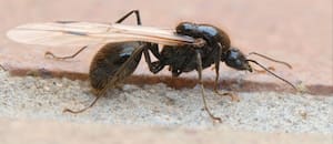 Qué significa ver hormigas con alas en el jardín después de la lluvia