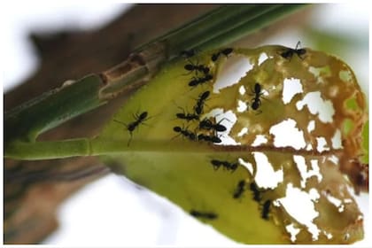 Hormigas negras (Instagram)