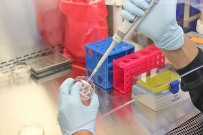 Hormona de crecimiento