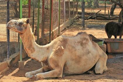 Horror en Venezuela: la Policía sospecha que la gente se roba animales del zoológico para comerlos