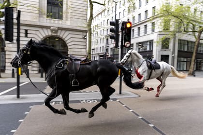 Dos caballos pernos suelto por las calles de Londres cerca de Aldwych