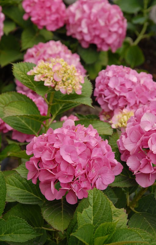 Hortensia, de nombre científico Hydrangea macrophylla. Es originaria de Japón y es la especie más difundida y más cultivada.
