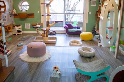 Hoteles de Gatos Mishmosos cuenta con tres sucursales en el AMBA y prevé su expansión en el país mediante franquicias