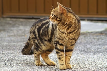 Houtong alberga más de 200 gatos que deambulan libremente por sus calles