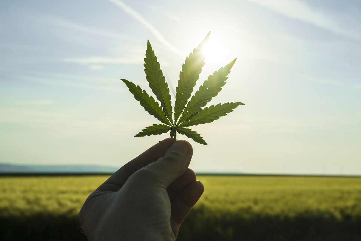 Hoy, 20 de abril, se celebra el Día Mundial de la Marihuana (Foto: Archivo)