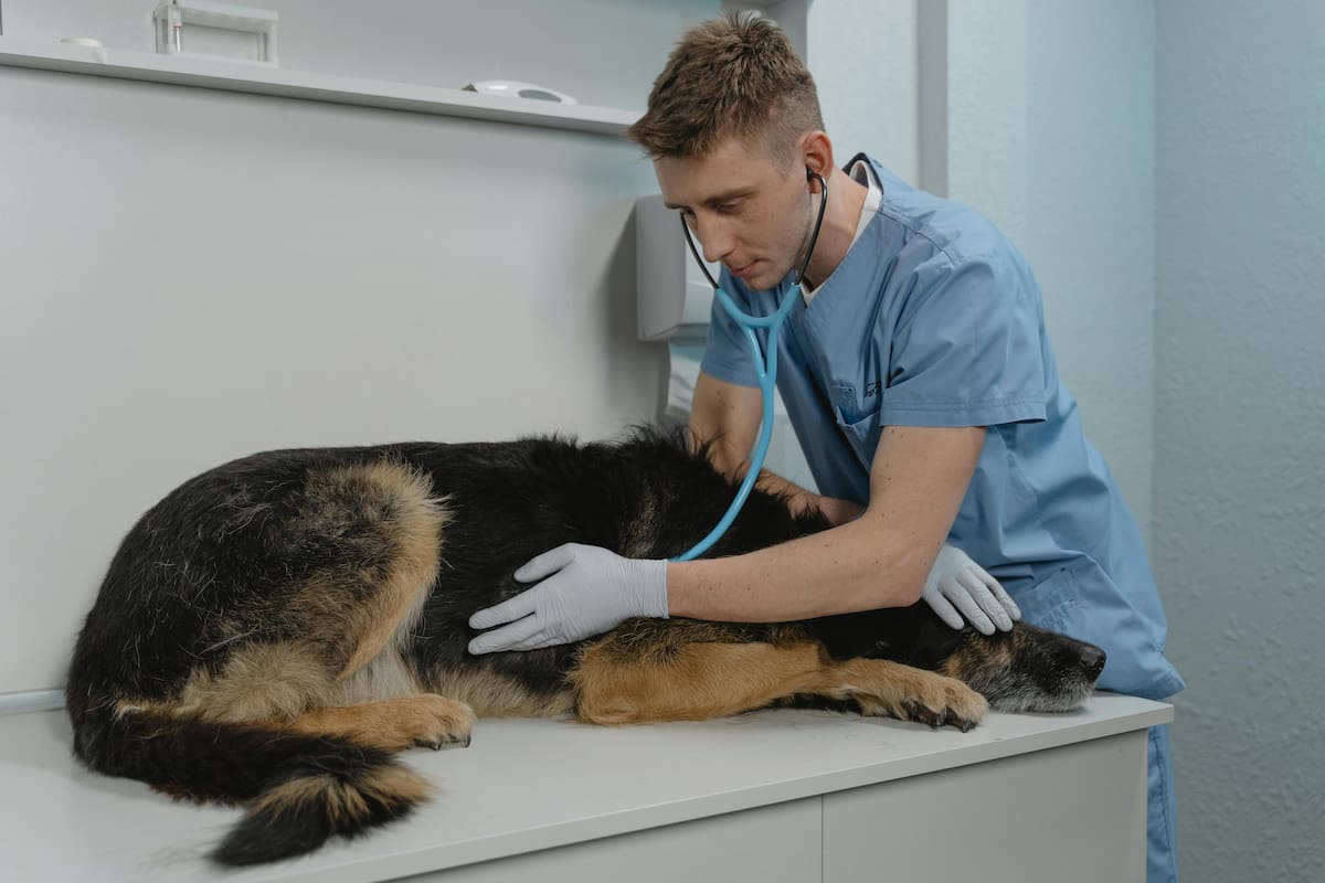 Hoy, 6 de agosto, se celebra el Día del Veterinario en la Argentina