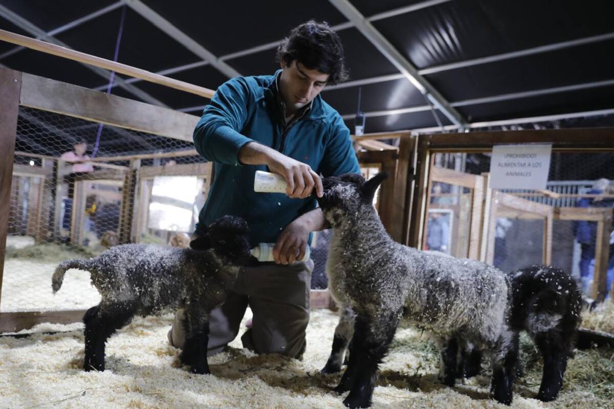 Hoy comenzó la Exposición Rural de Palermo