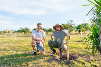 Hoy, el invernadero en donde Baum produce árboles para plantar a distancia tiene capacidad para 100.000 ejemplares