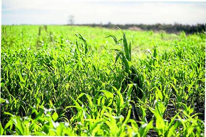 Hoy el maíz es un cultivo con menor respuesta a densidad