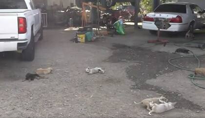 Hoy en día su taller alberga a 24 perros que la gente abandonó en el área