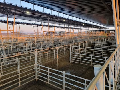 Hoy en el Mercado Agroganadero de Cañuelas solo ingresaron 224 vacunos, cuando un miércoles lo hacen entre 6000 y 8000