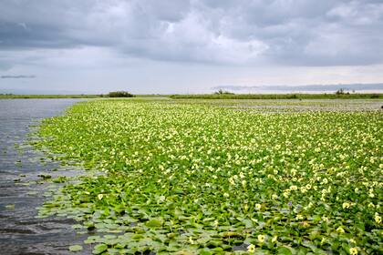 Hoy es el Día Mundial de los Humedales, ¿por qué?