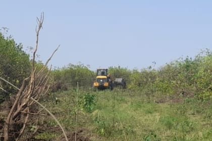 Hoy existe una mayor oferta que demanda tanto de fruta fresca como de productos industriales. La foto muestra otro desmonte de una plantación de limón. Gentileza de Diana Chediack
