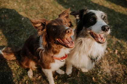 Hoy hay mucha información científica sobre por qué los perros se comportan de determinada manera.