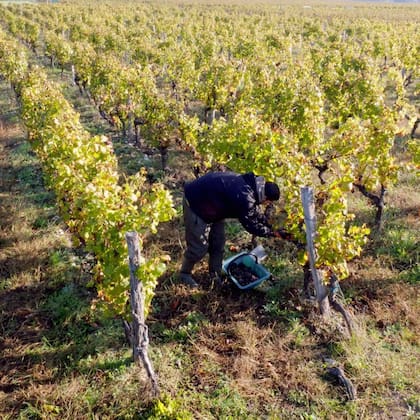 “Hoy la Argentina es el quinto productor mundial de vino, pero con mucho esfuerzo logra estar entre los diez exportadores mundiales", sostienen desde Bodegas Argentinas