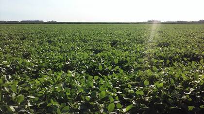 Hoy la tokenización también se aplica a campos donde se cultiva soja