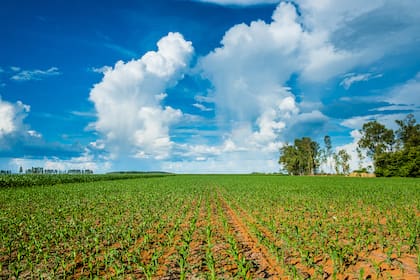 Hoy, Mato Grosso tiene uno de los mayores PBI per cápita del país, solo detrás del Distrito Federal y de San Pablo, según los datos del Instituto Brasileño de Geografía y Estadística (IBGE) de 2023