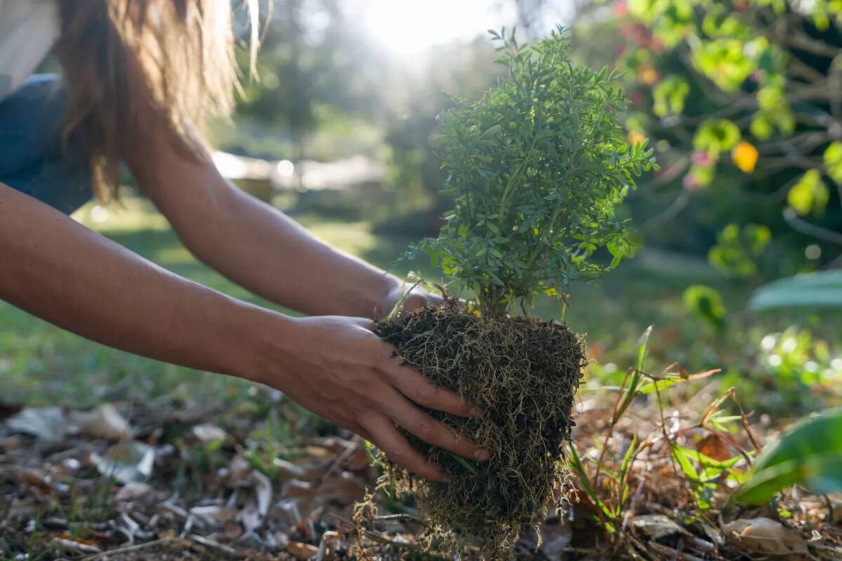 Hoy se celebra el Día de la Conciencia Ambiental