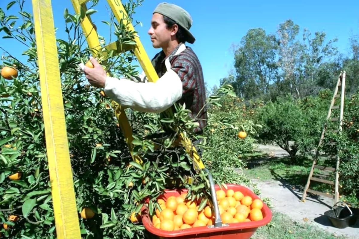 Hoy se celebra el Día del Trabajador Rural