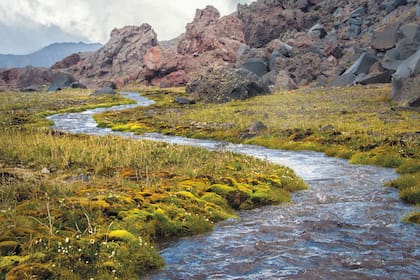 Hoy se celebra el Día Mundial de la Protección de la Naturaleza. Fuente: Pixabay