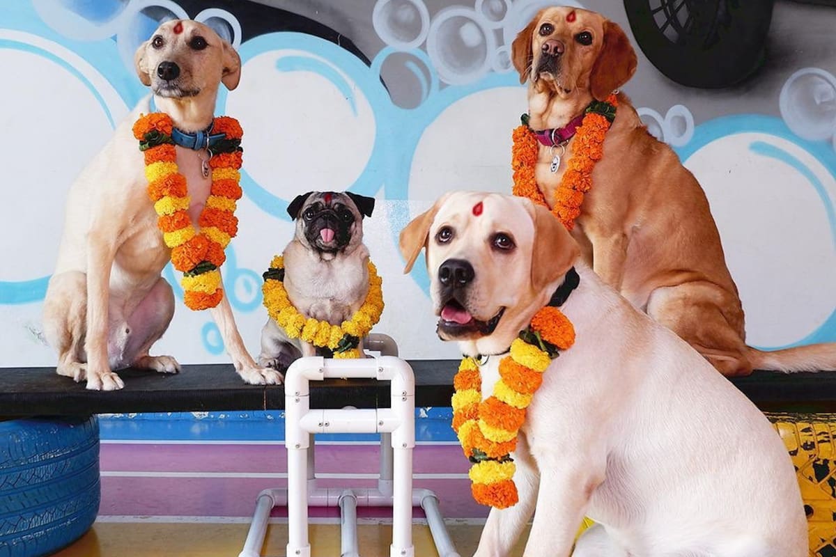 Hoy se celebra el Día Mundial del Perro