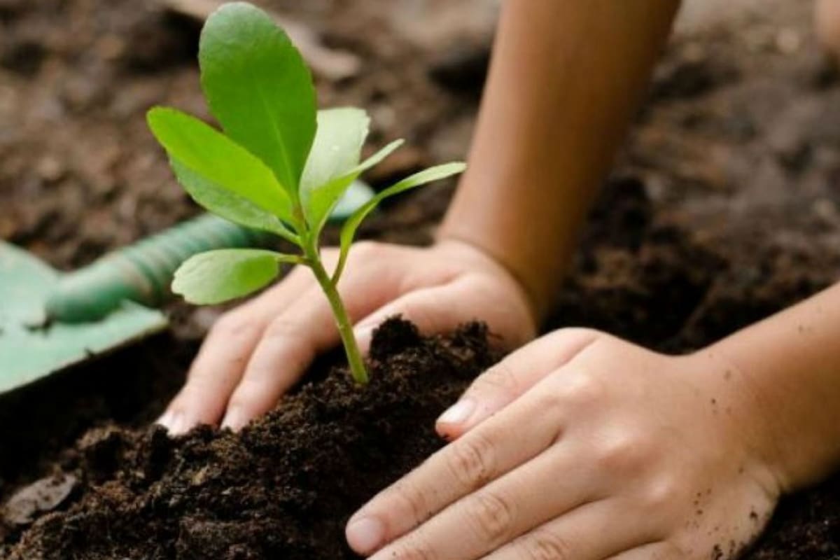 Hoy se celebra el Día Mundial del Suelo.