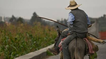 Hoy se usan en entornos sobre todo rurales, pero los burros, junto a otros équidos, cambiaron el curso de la guerra.