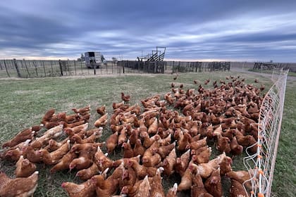 Hoy tienen 350 gallinas ponedoras coloradas