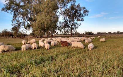 Hoy tienen alrededor de 70 ovejas en ordeñe; una Frisona puede dar un litro y medio de leche por día durante ocho meses, lo que representa unos 50 kilos de queso al año por animal: “Un litro diario durante ocho meses son 240 litros de leche, y si el 20% de eso se transforma en queso, el rendimiento es de unos 40 kilos por oveja. Ese número es sustentable”