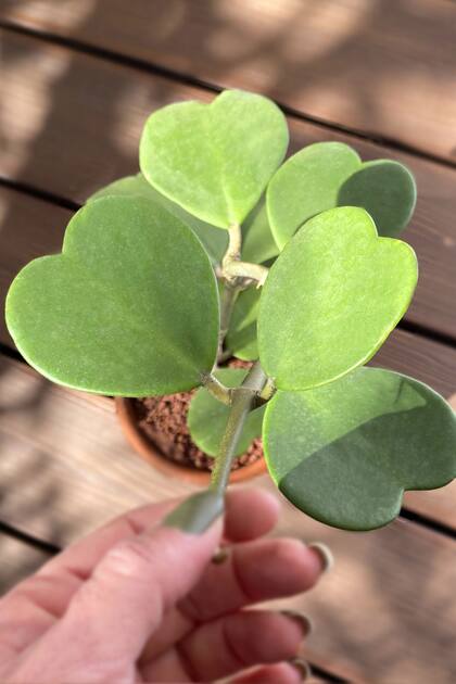 Hoya kerrii, una planta que suma adeptos y fanáticos en el universo de las suculentas