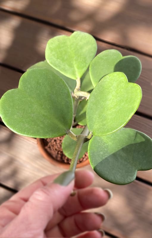 Hoya kerrii, la suculenta con forma de corazón que muchos eligen para regalar a las parejas