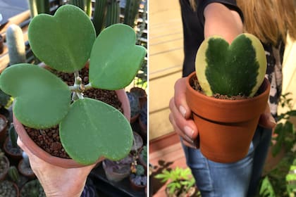 Hoya kerrii, la suculenta con forma de corazón que eligen los enamoradas para regalar.