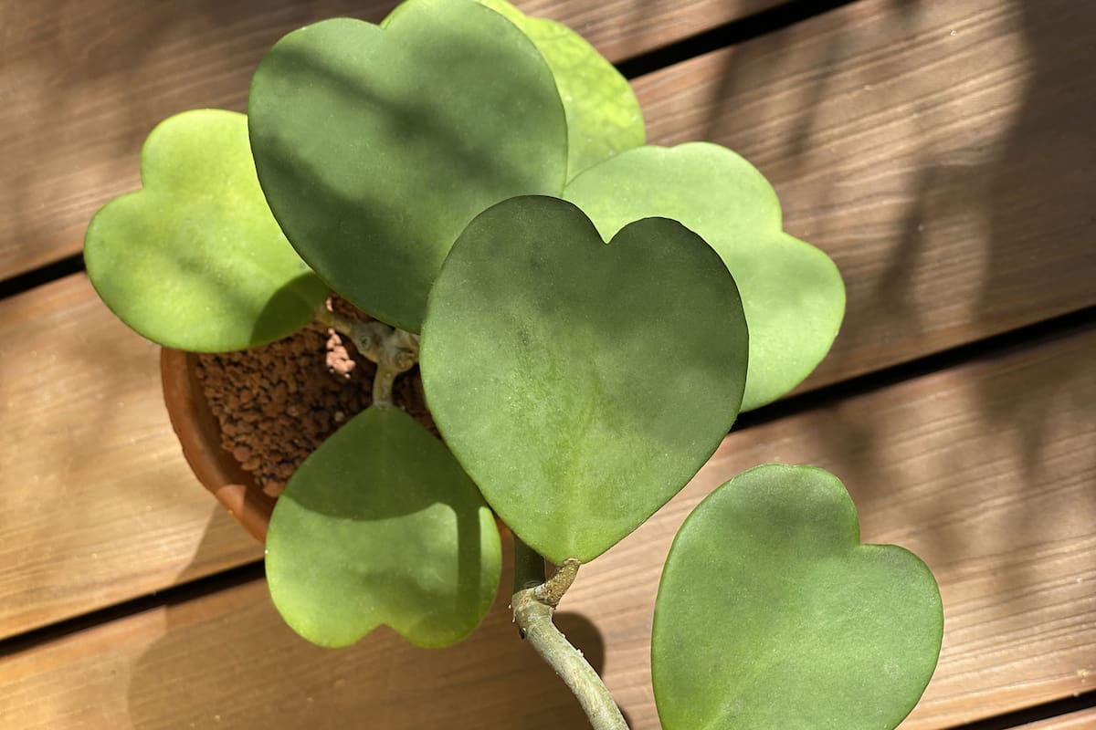 Hoya kerrii, la suculenta con forma de corazón que muchos eligen para regalar a las parejas