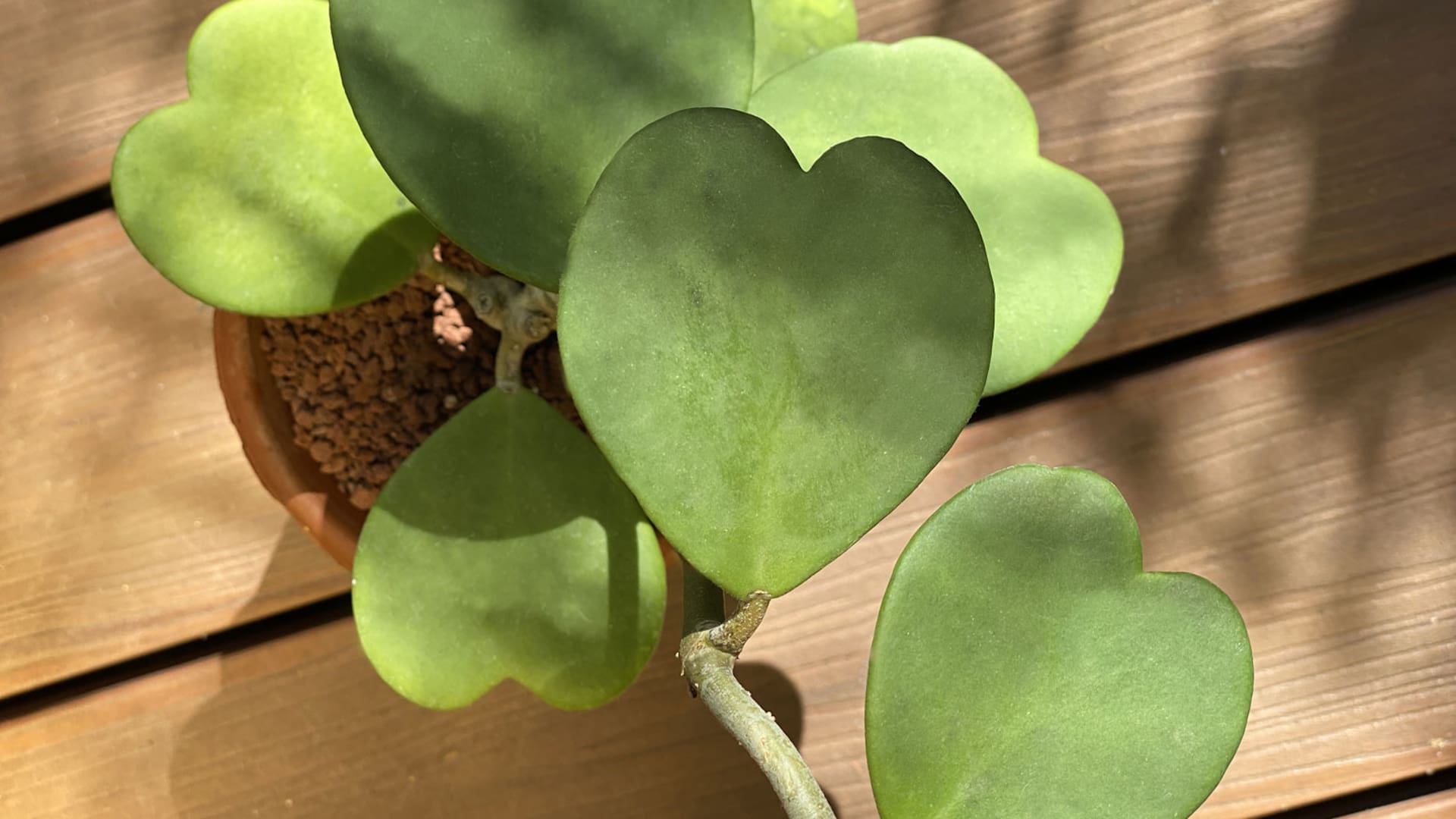 Hoya kerrii, la suculenta con forma de corazón que muchos eligen para regalar a las parejas