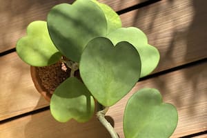 Hoya kerrii, una planta que suma adeptos y fanáticos en el universo de las suculentas