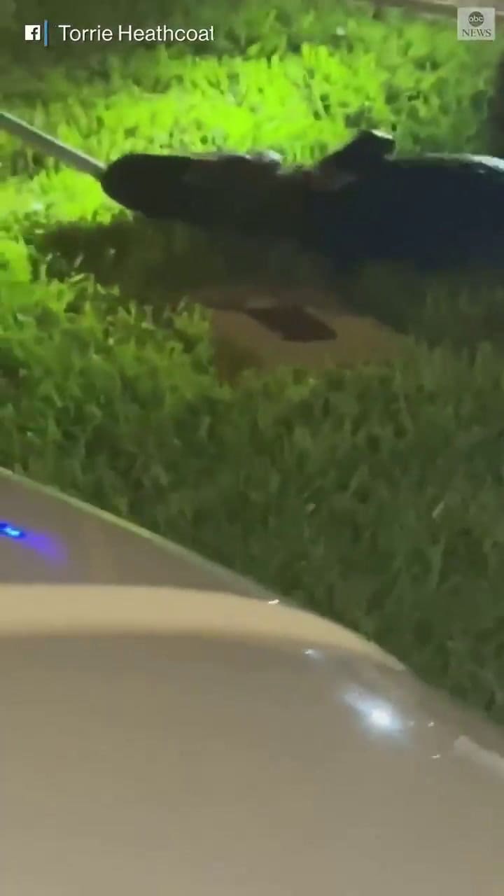 Encuentra un caimán de dos metros en un garaje en una casa de Florida