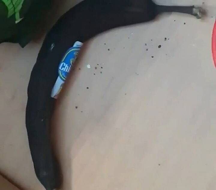 La desagradable sorpresa que encontró en su oficina tras nueve semanas de cuarentena