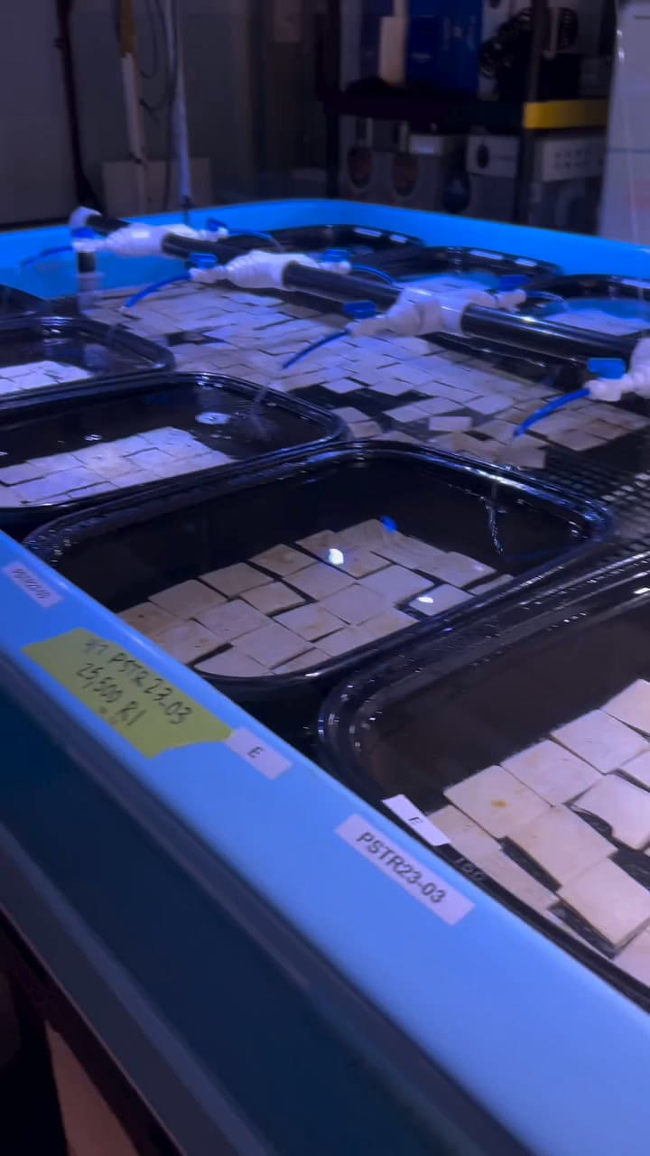 El éxito en la primera fase del plan para trasladar 3500 corales de Florida