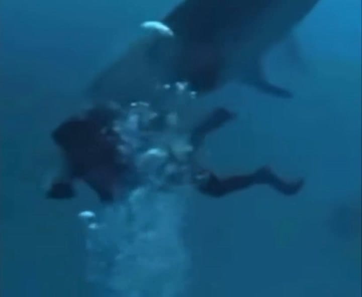 Shark Bites Diver In The Maldives – Details Below A Tiger Shark Reportedly Bit A Diver On The Back Of The Head At A Popular Maldives Dive Site. The Diver, Who Was Wearing A Brightly Colored Novelty Hood, Required Multiple Stitches Follow