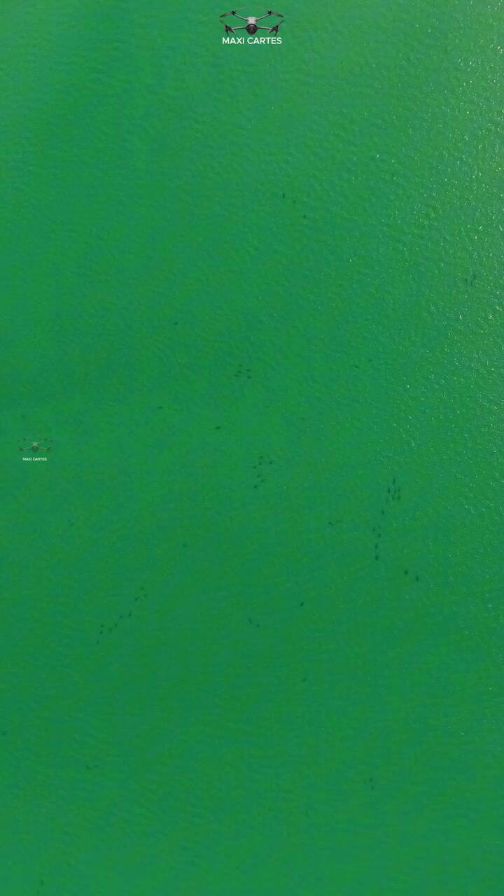 Más de un centenar de tiburones bacota aparecieron en la costa de Río Negro