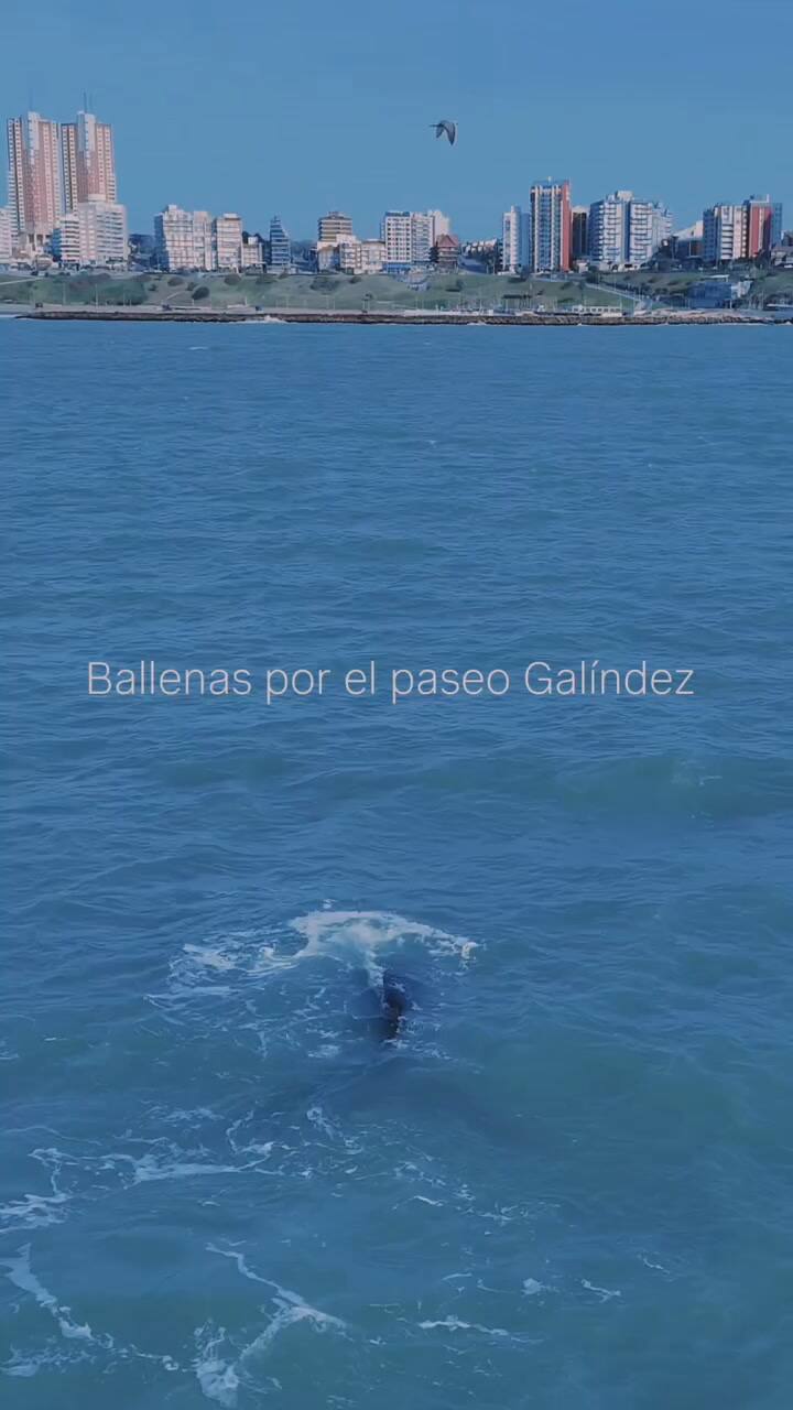 Ballenas En El Paseo Jesús Galíndez, 3-7-25 ,La Feliz Lo Tiene Todo!