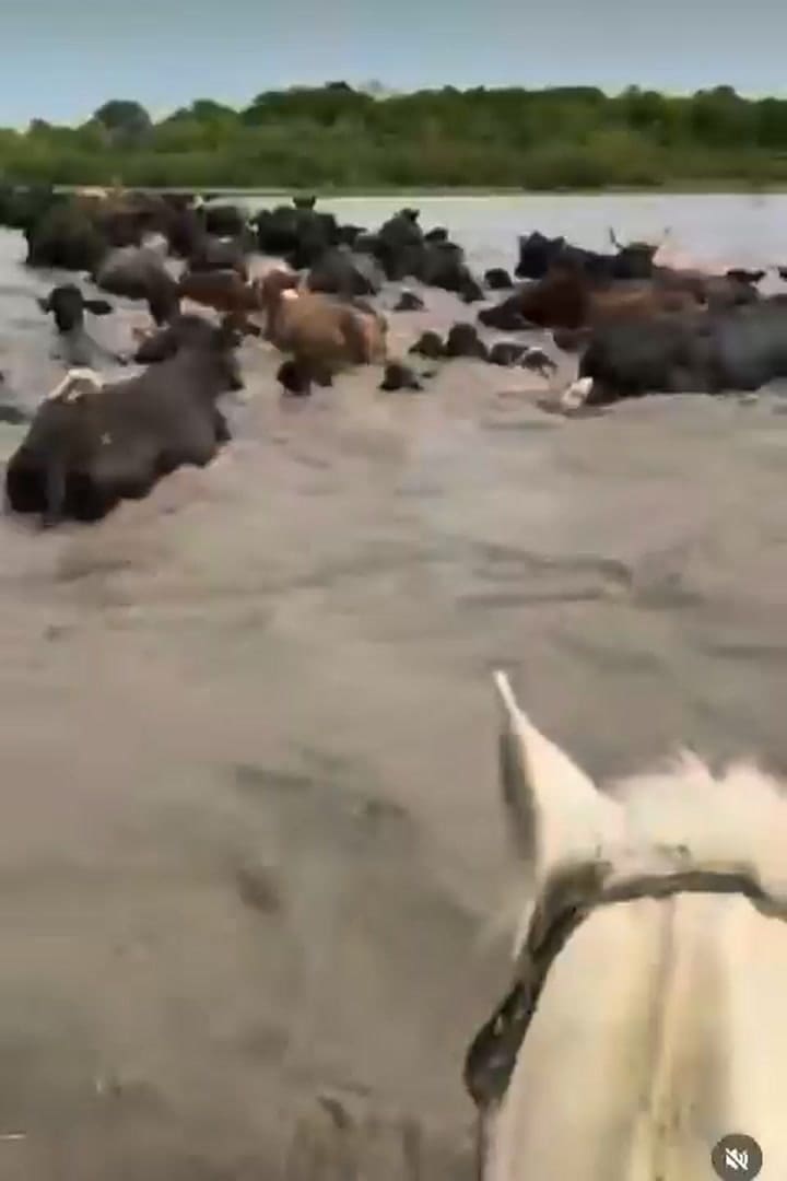 Arreo de hacienda desde las islas a tierra firme en medio de las inundaciones en el litoral santafesino