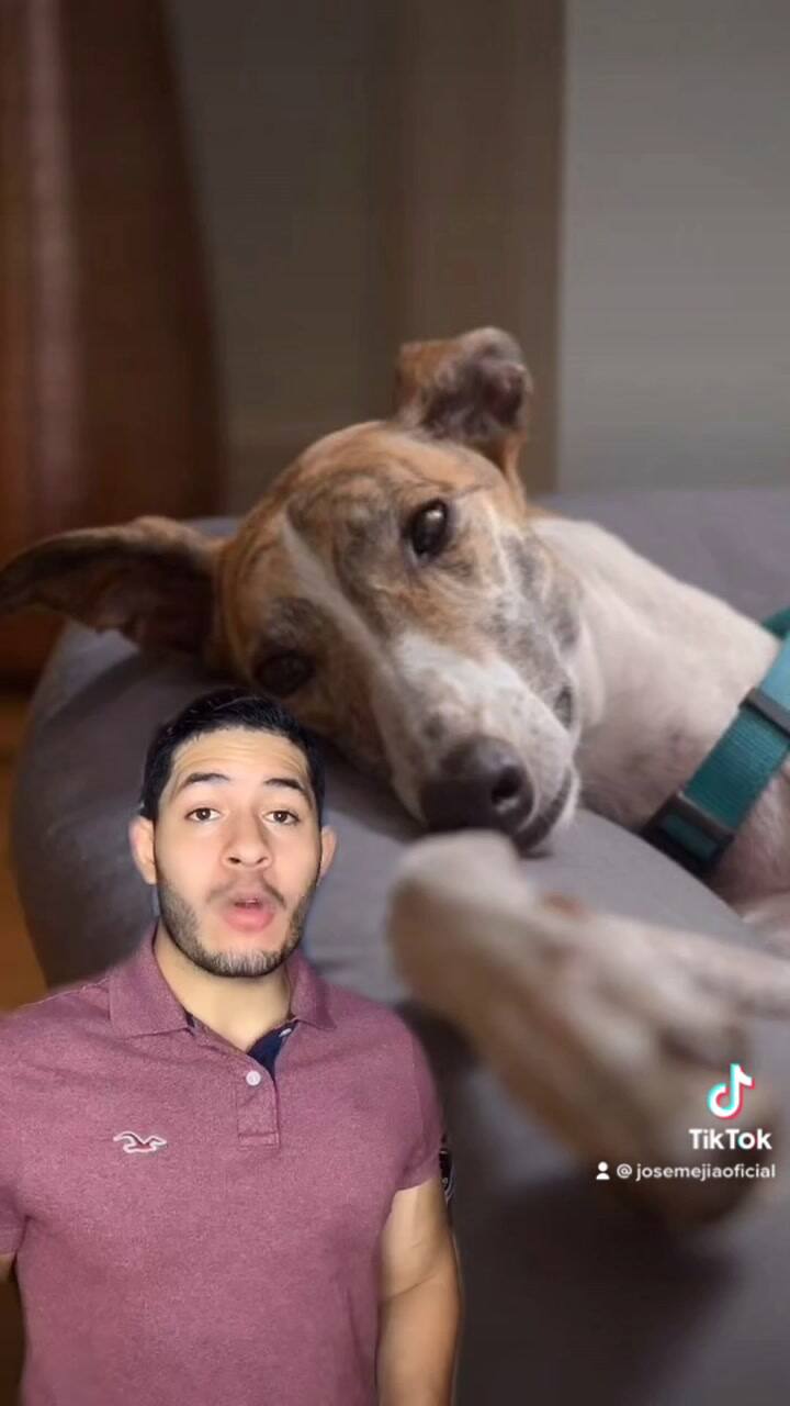 Cómo debe ser el lugar donde duermen los perros