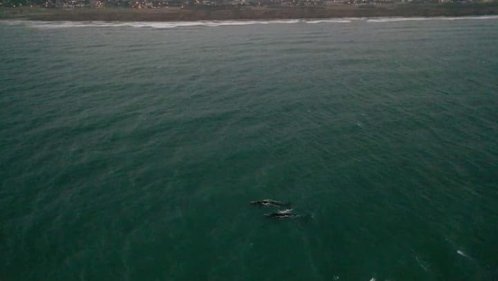 Ballenas en la costa de Mar del Plata