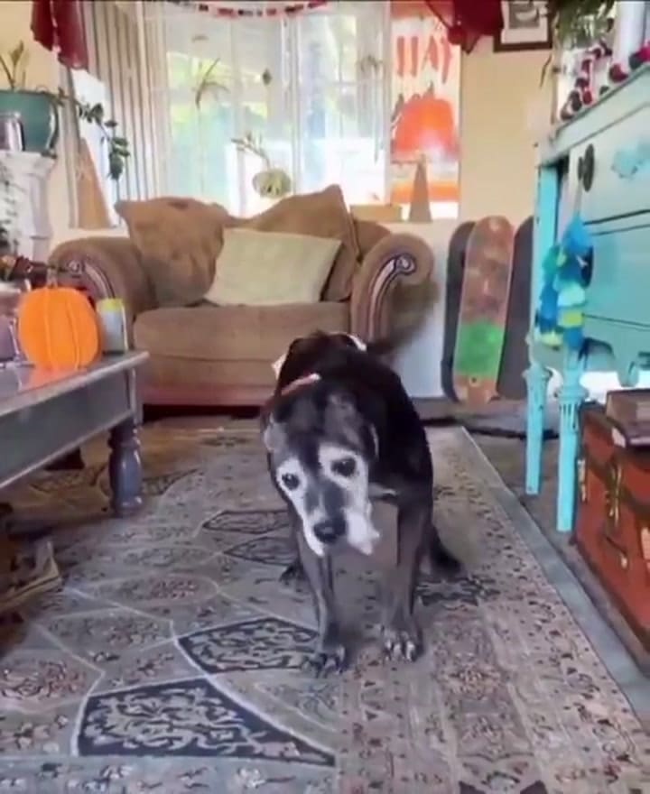 La emoción de un perrito mayor por la llegada de su dueño que conmovió a todos